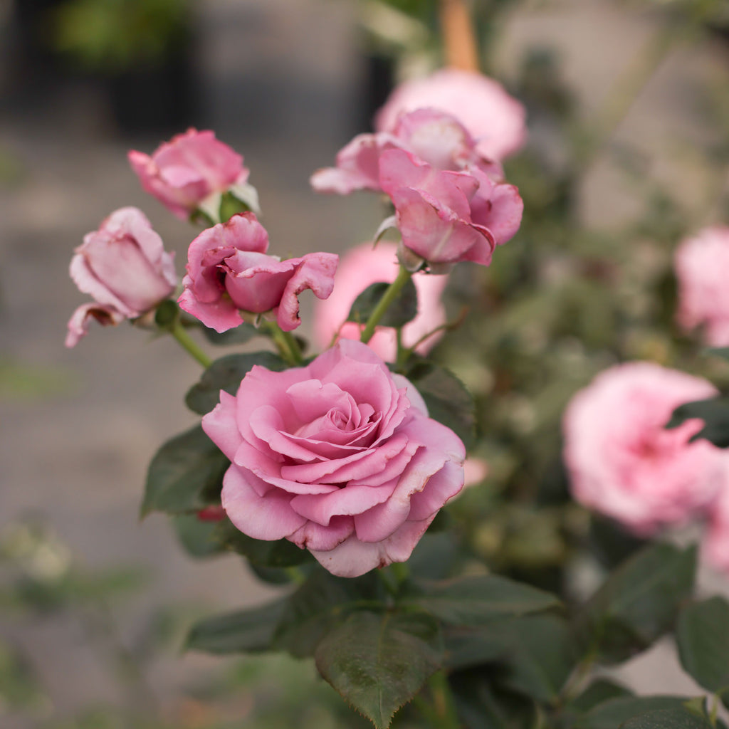 Perfumed Kiss®