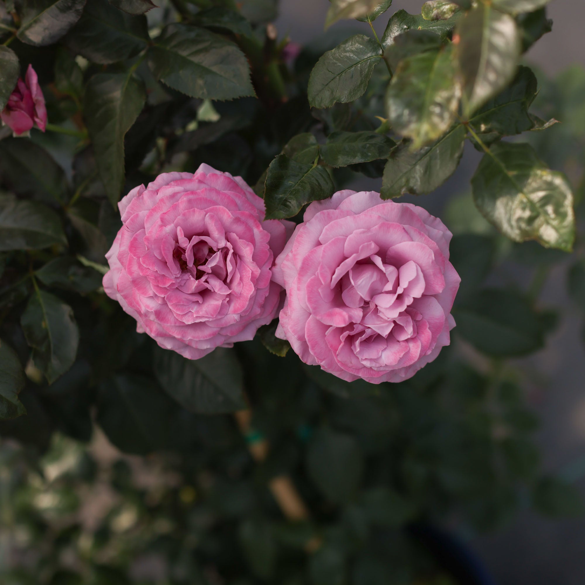 Perfumed Kiss®