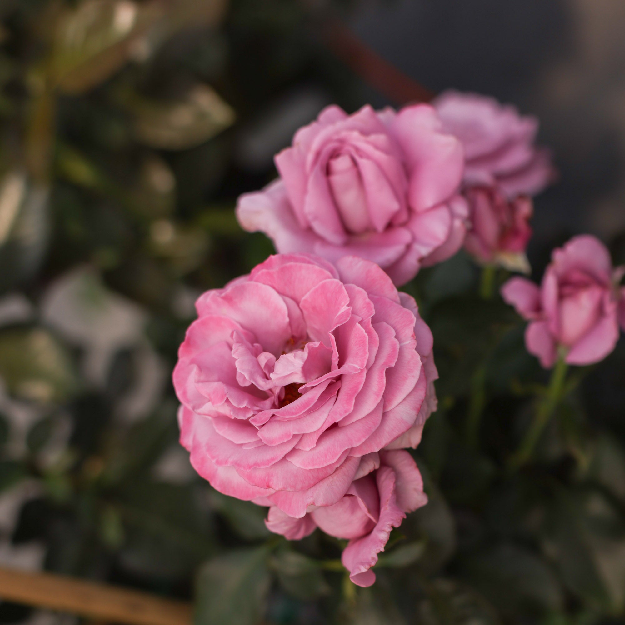 Perfumed Kiss®