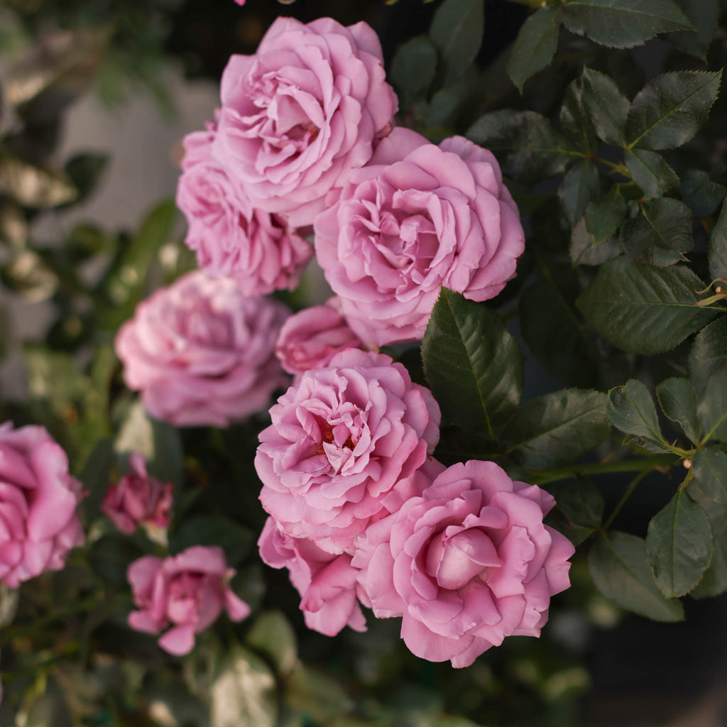 Perfumed Kiss®