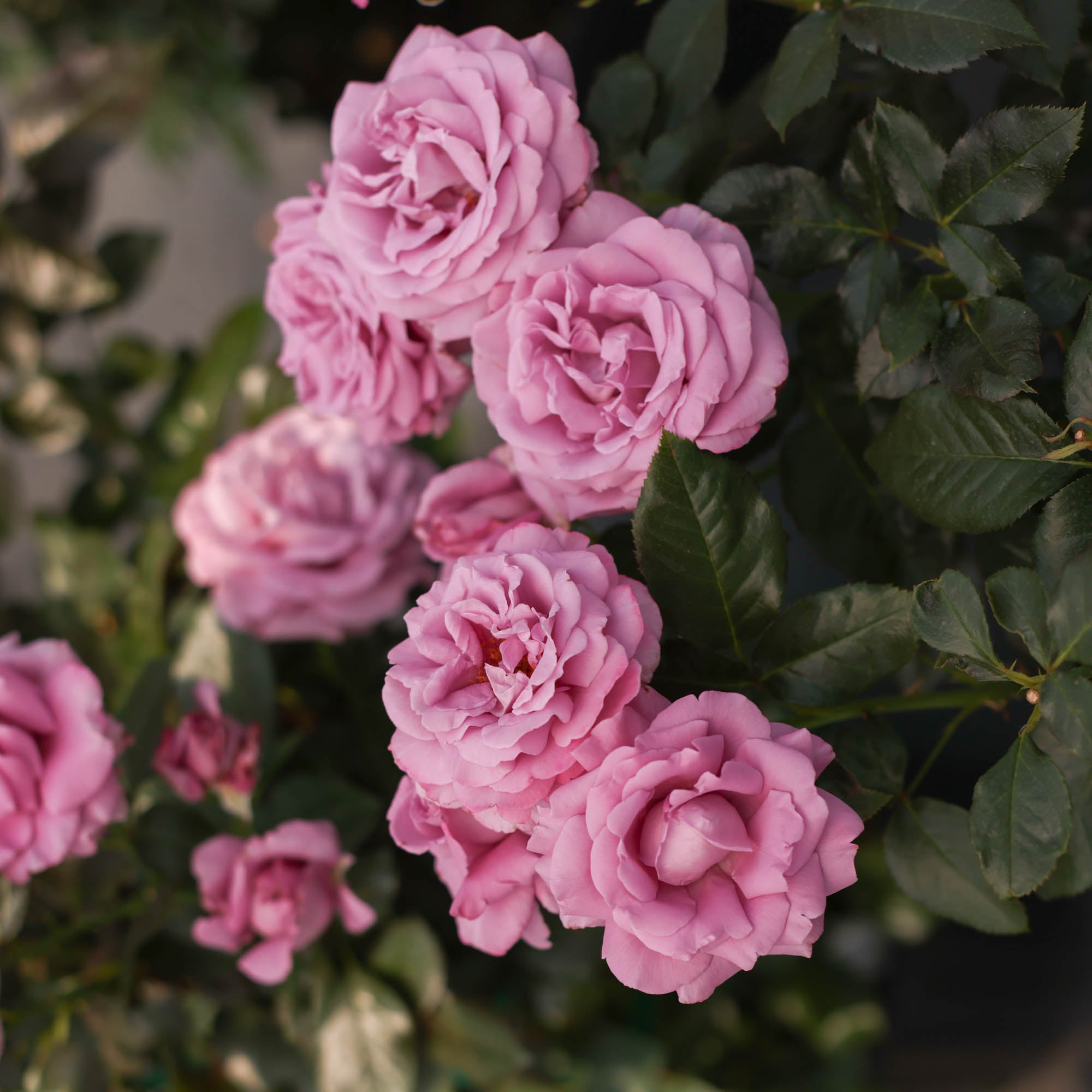 Perfumed Kiss®