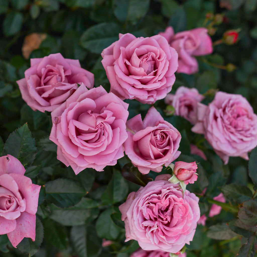 Perfumed Kiss®