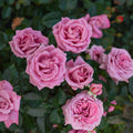 Perfumed Kiss®
