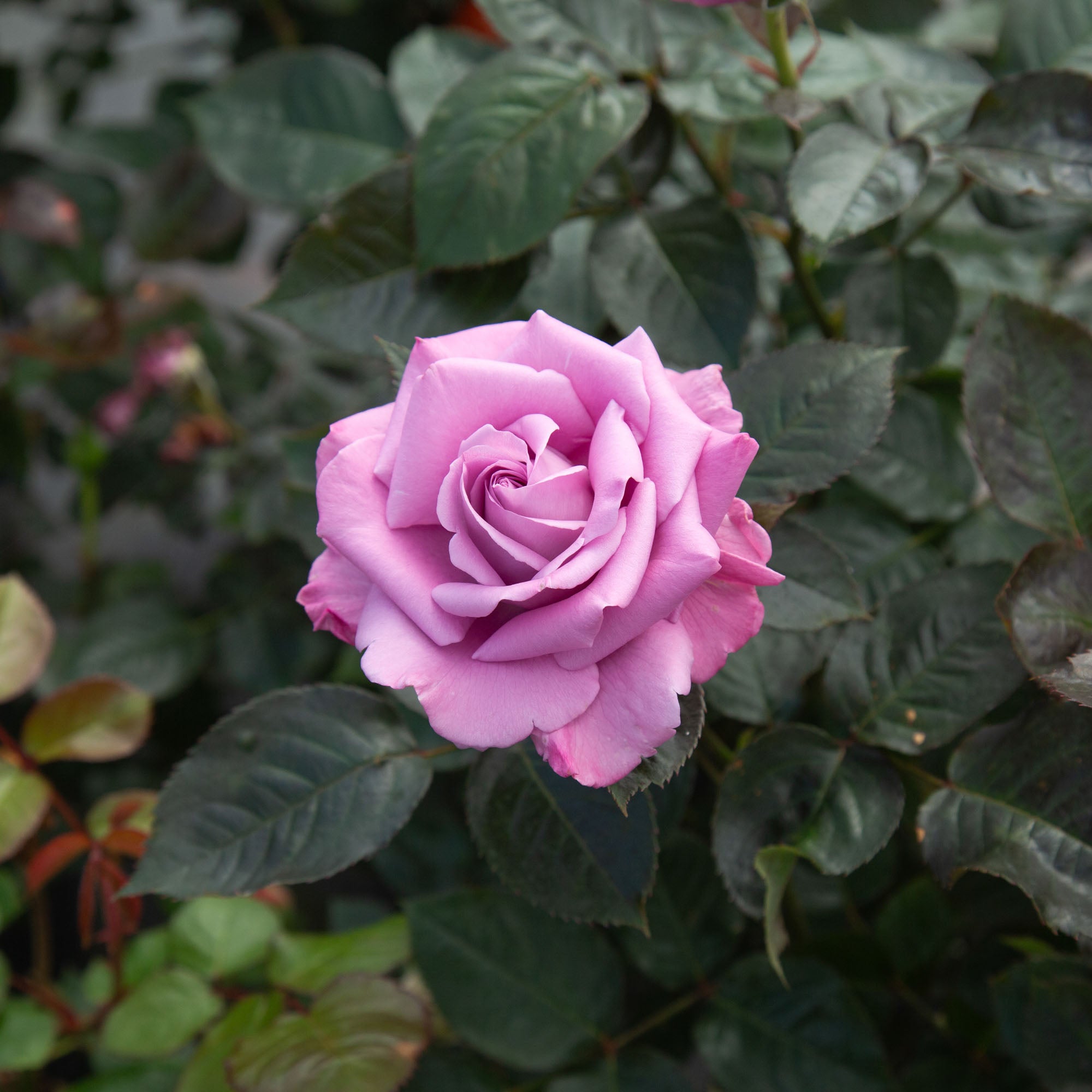 Perfumed Kiss®