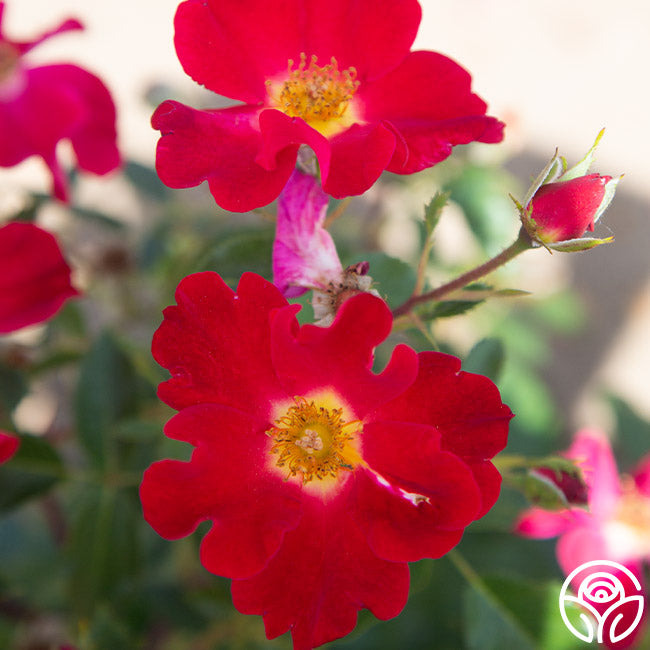 Heirloom Roses Peter Beales