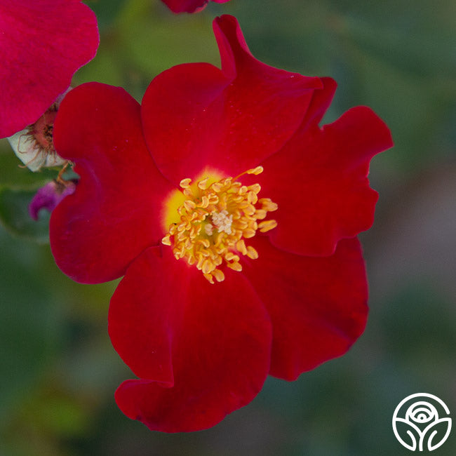 Heirloom Roses Peter Beales - Thumbnail 5