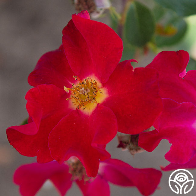 Beales Roses Peter Beales Rose - Shrub - Exceptionally Fragrant – Heirloom Roses