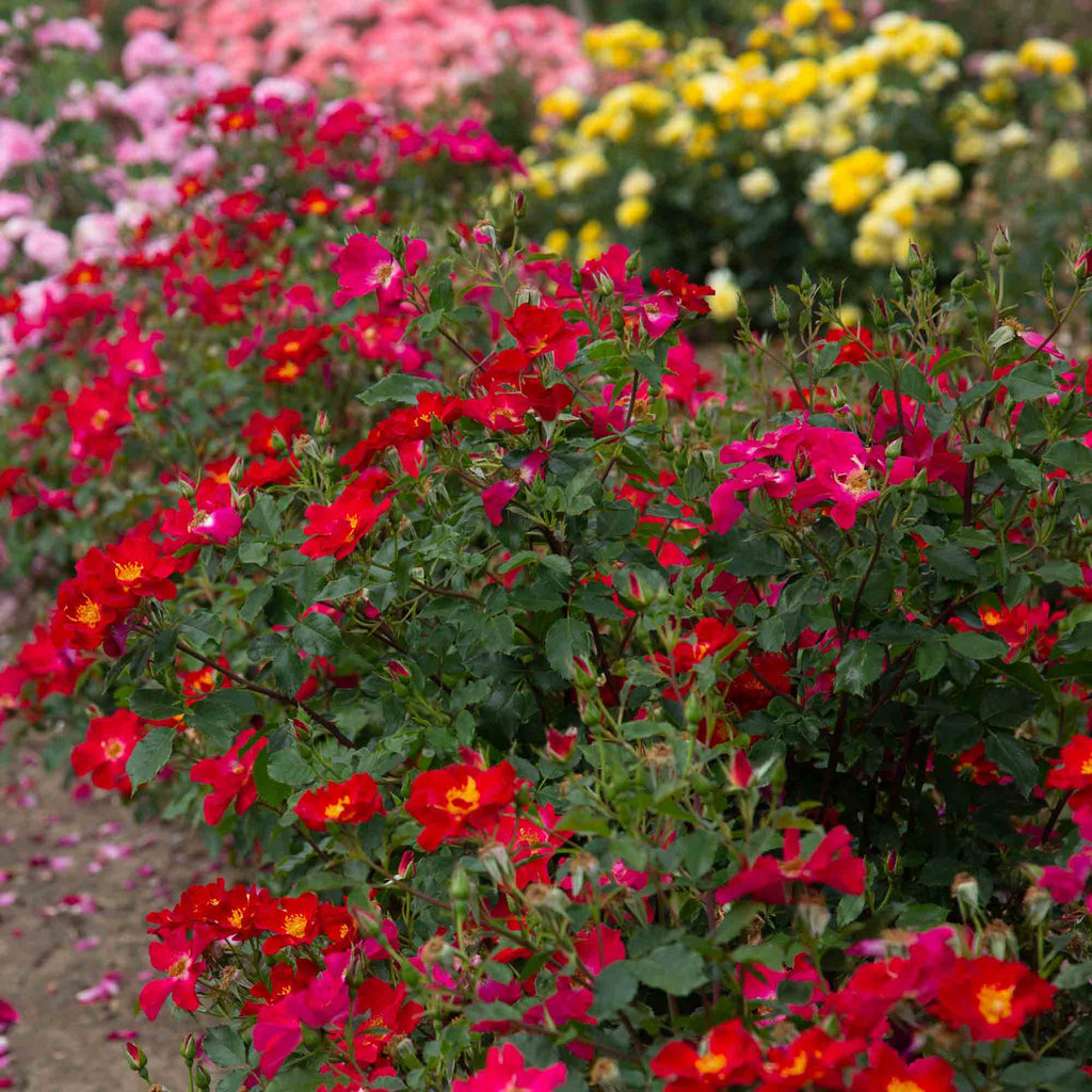Beales Roses Peter Beales Shrub Rose | Fragrant Rose Plant – Heirloom