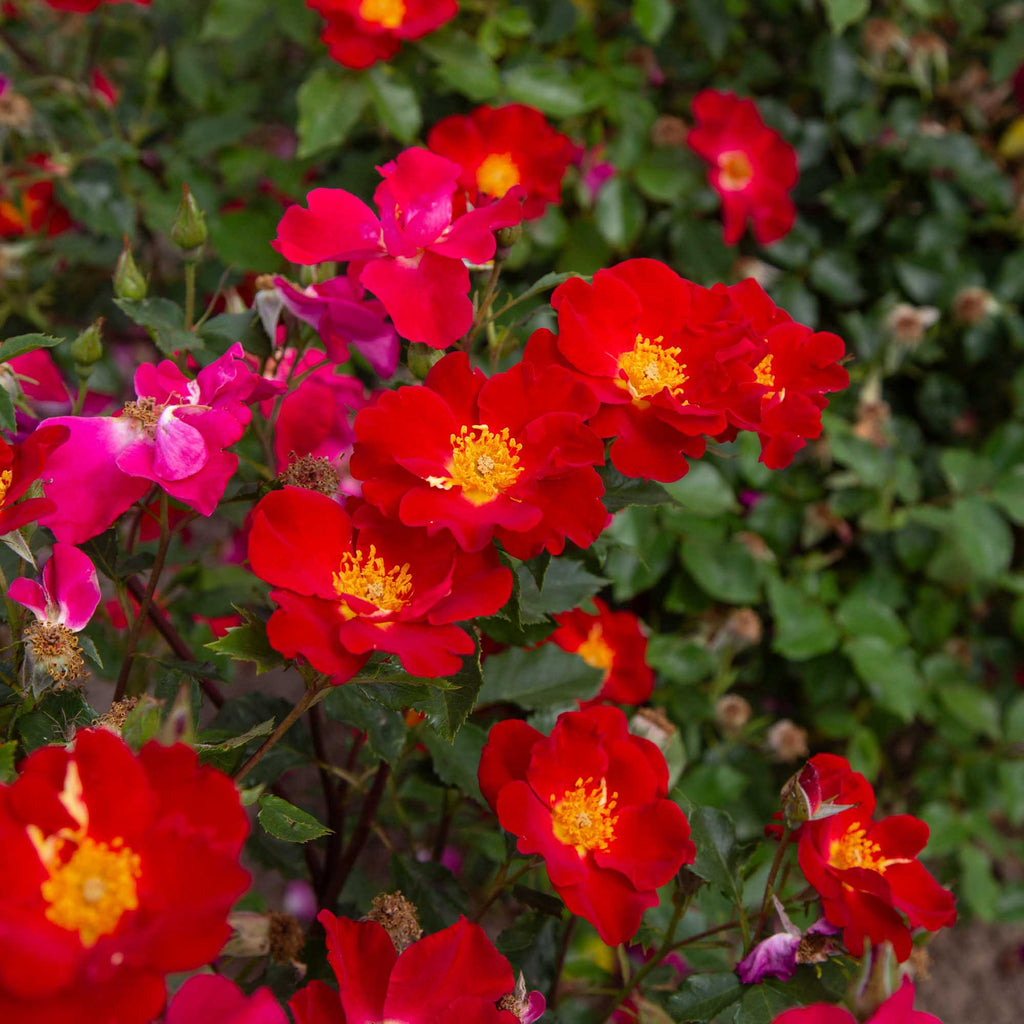 Beales Roses Peter Beales Shrub Rose | Fragrant Rose Plant – Heirloom