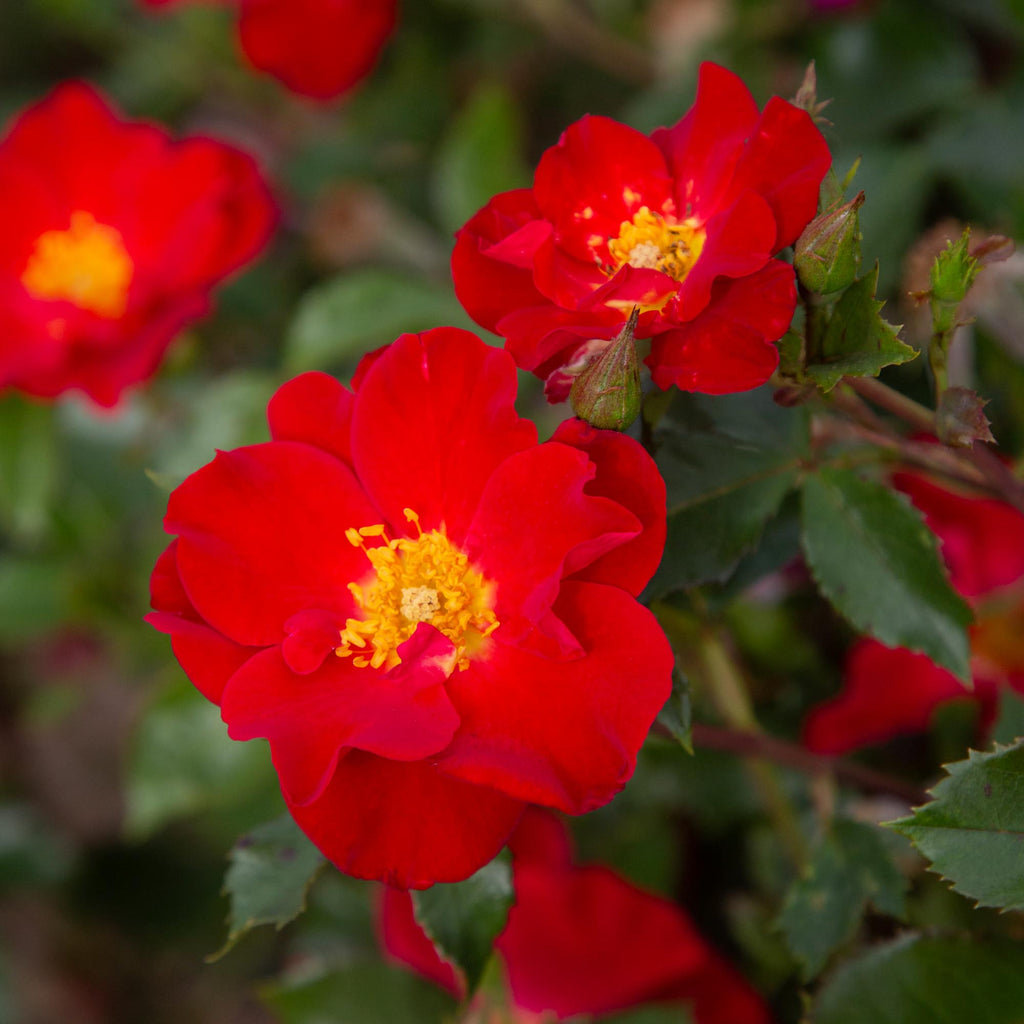 Beales Roses Peter Beales Shrub Rose | Fragrant Rose Plant – Heirloom