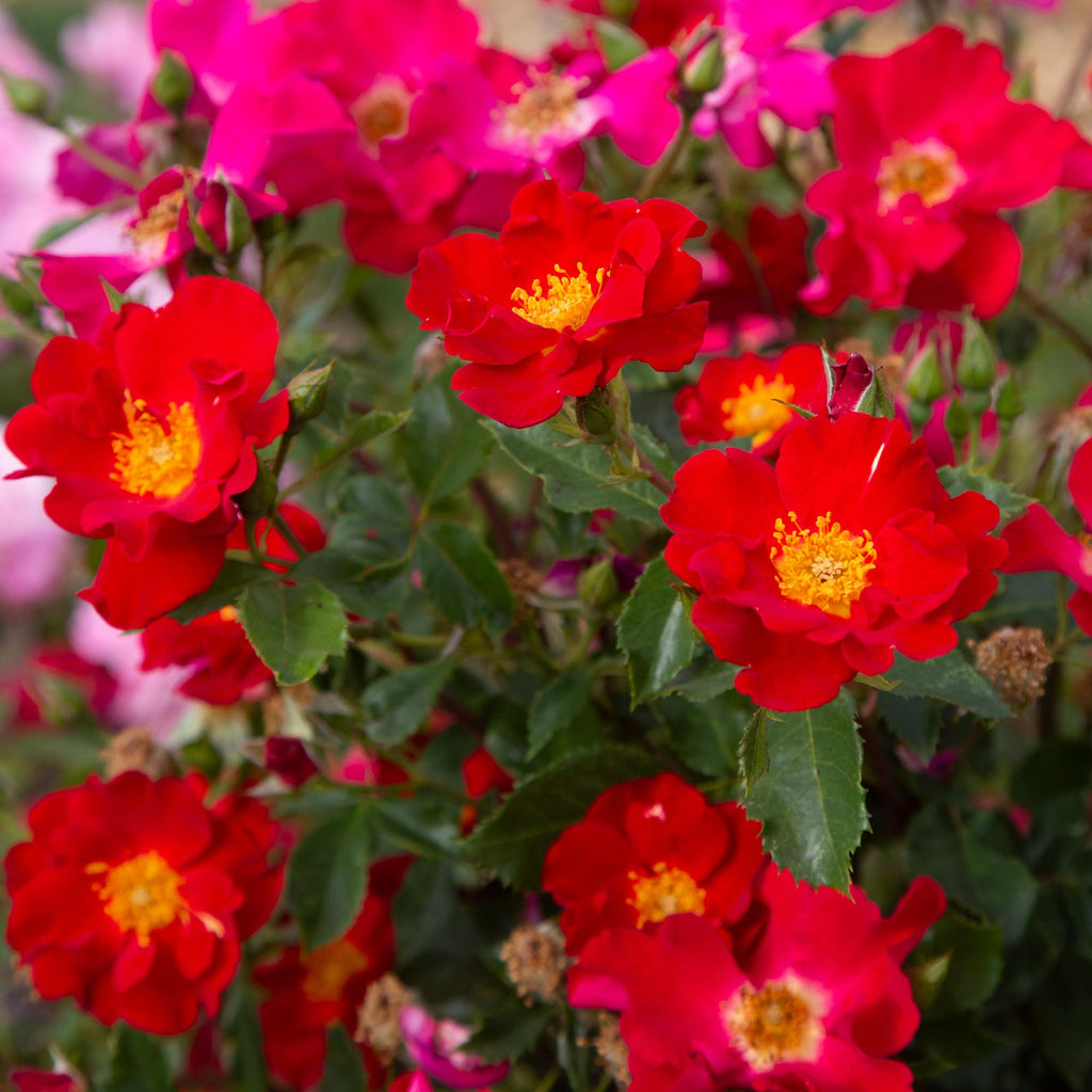 Beales Roses Peter Beales Shrub Rose | Fragrant Rose Plant – Heirloom