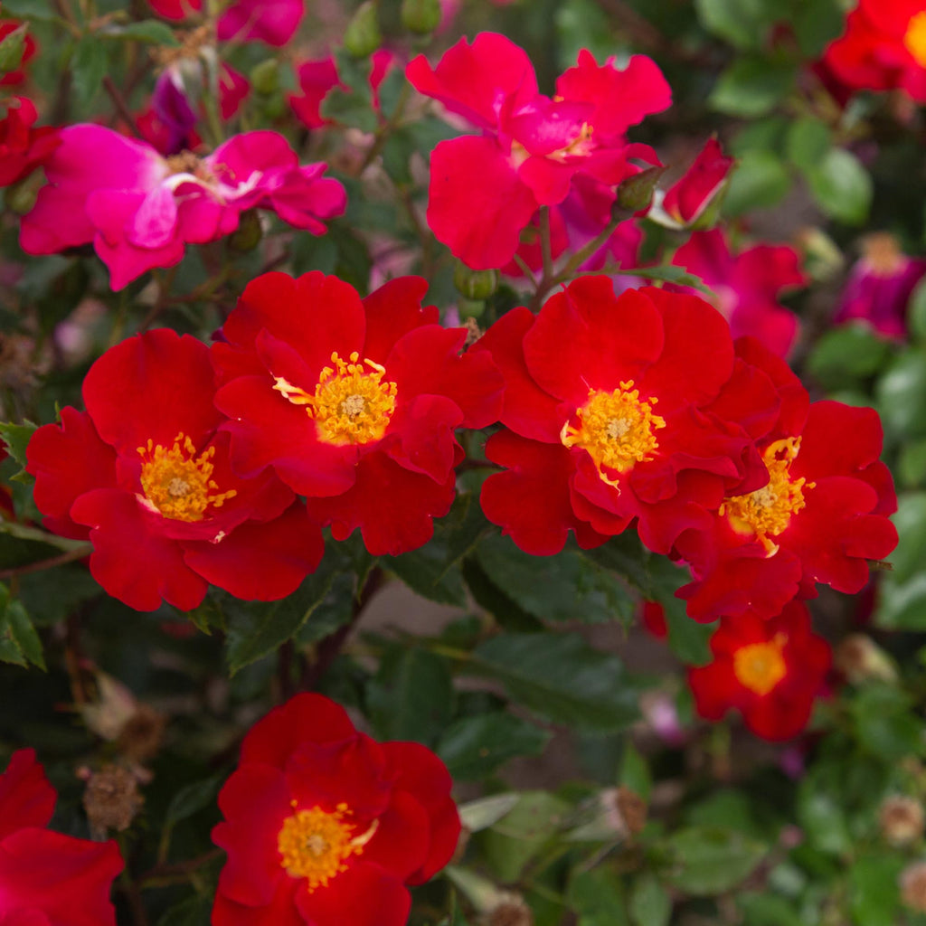 Beales Roses Peter Beales Shrub Rose | Fragrant Rose Plant – Heirloom