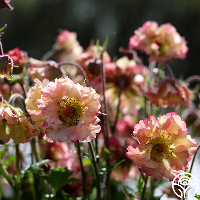 Pretticoats™ Peach