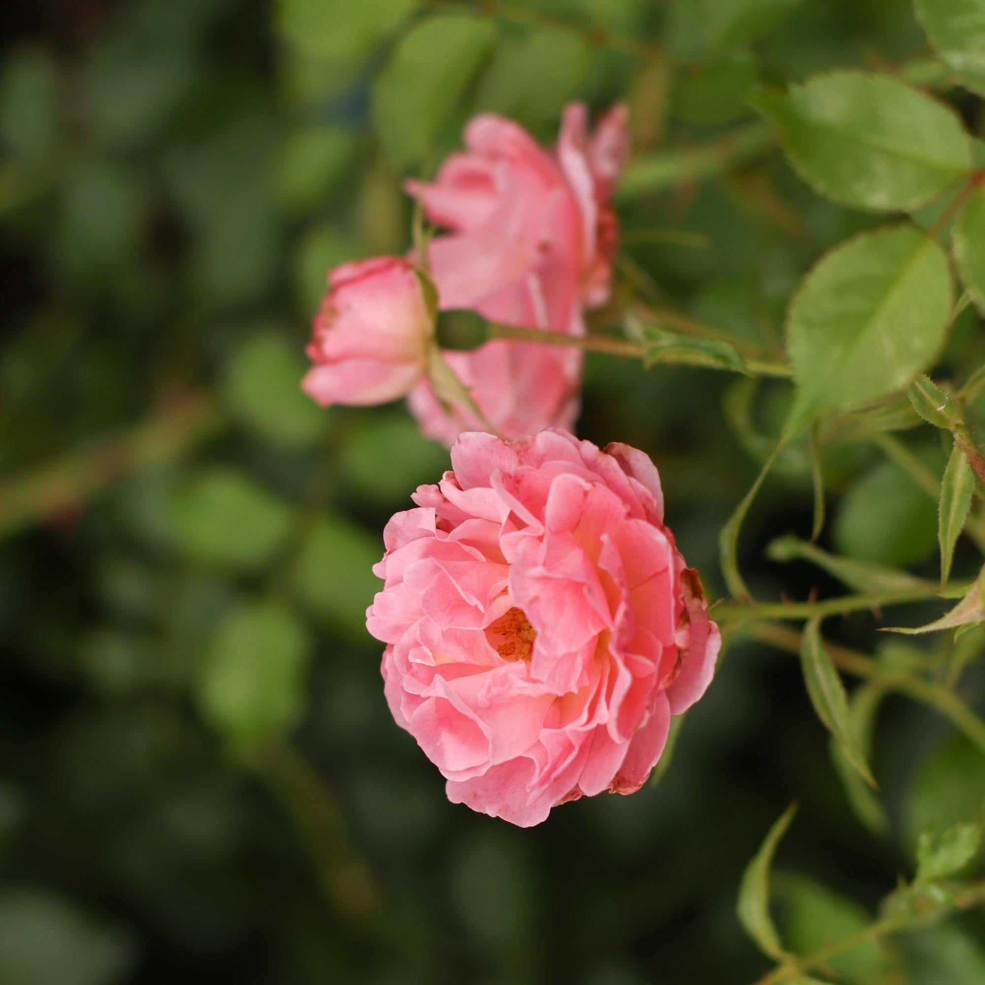 Pheasant Rambler Rose | Heirloom