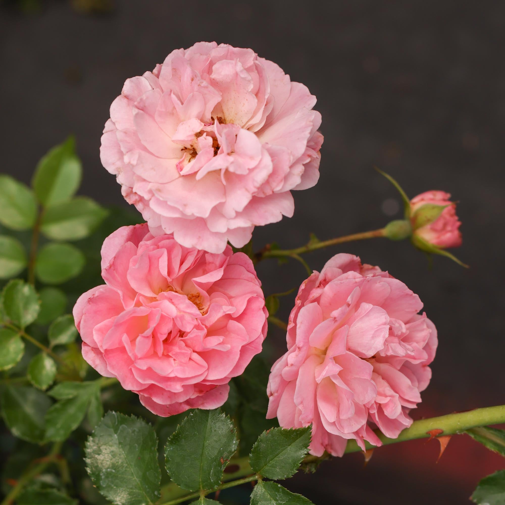 Pheasant Rambler Rose | Heirloom