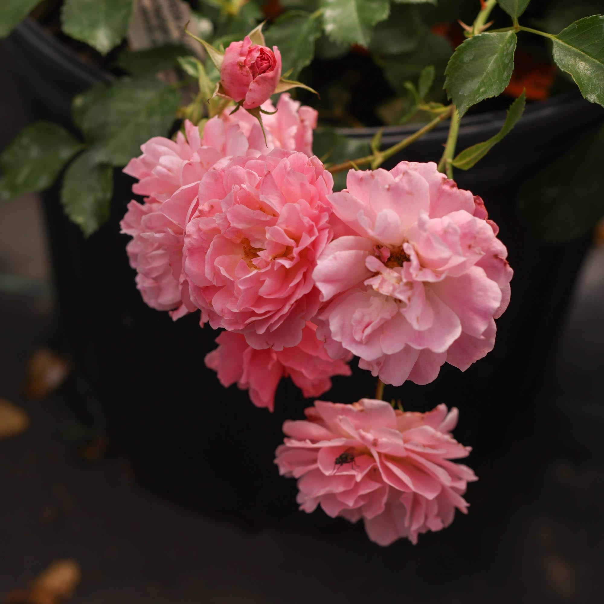 Pheasant Rambler Rose | Heirloom