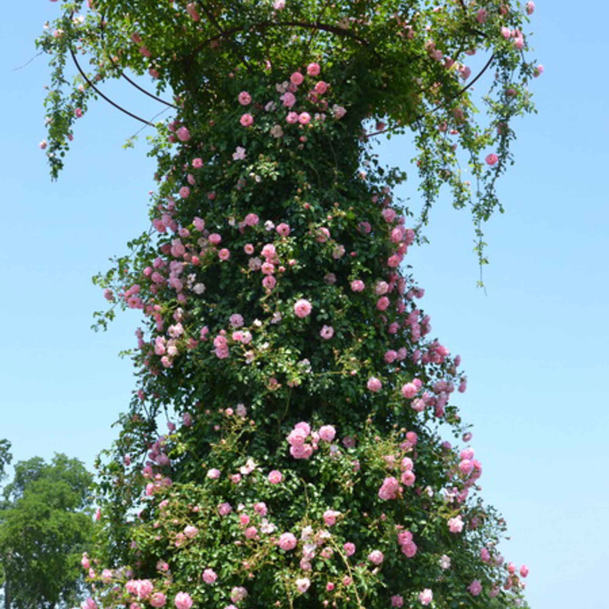 Pheasant Rambler Rose | Heirloom