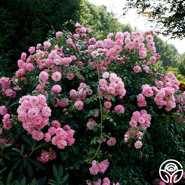 Pheasant Rambler Rose | Heirloom