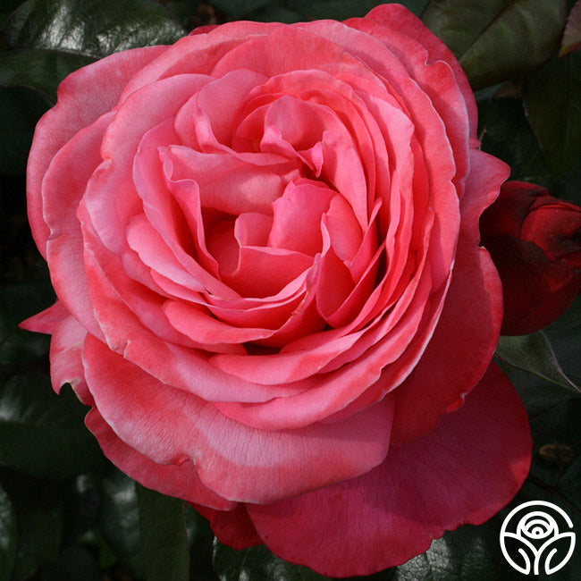 Heirloom Roses Flamingo - Thumbnail 4