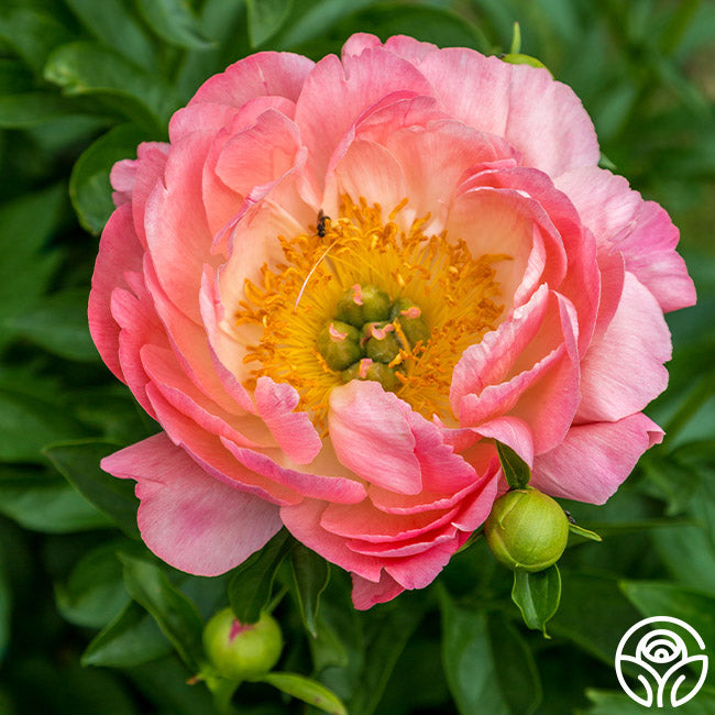 Heirloom Roses Hawaiian Coral Peony - Thumbnail 3