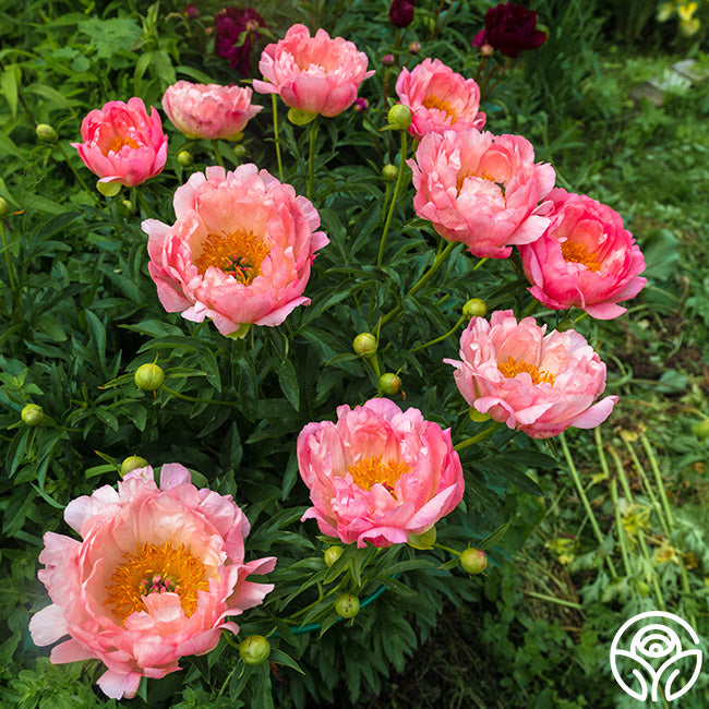 Heirloom Roses Hawaiian Coral Peony - Thumbnail 2