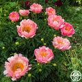 Pink Hawaiian Coral