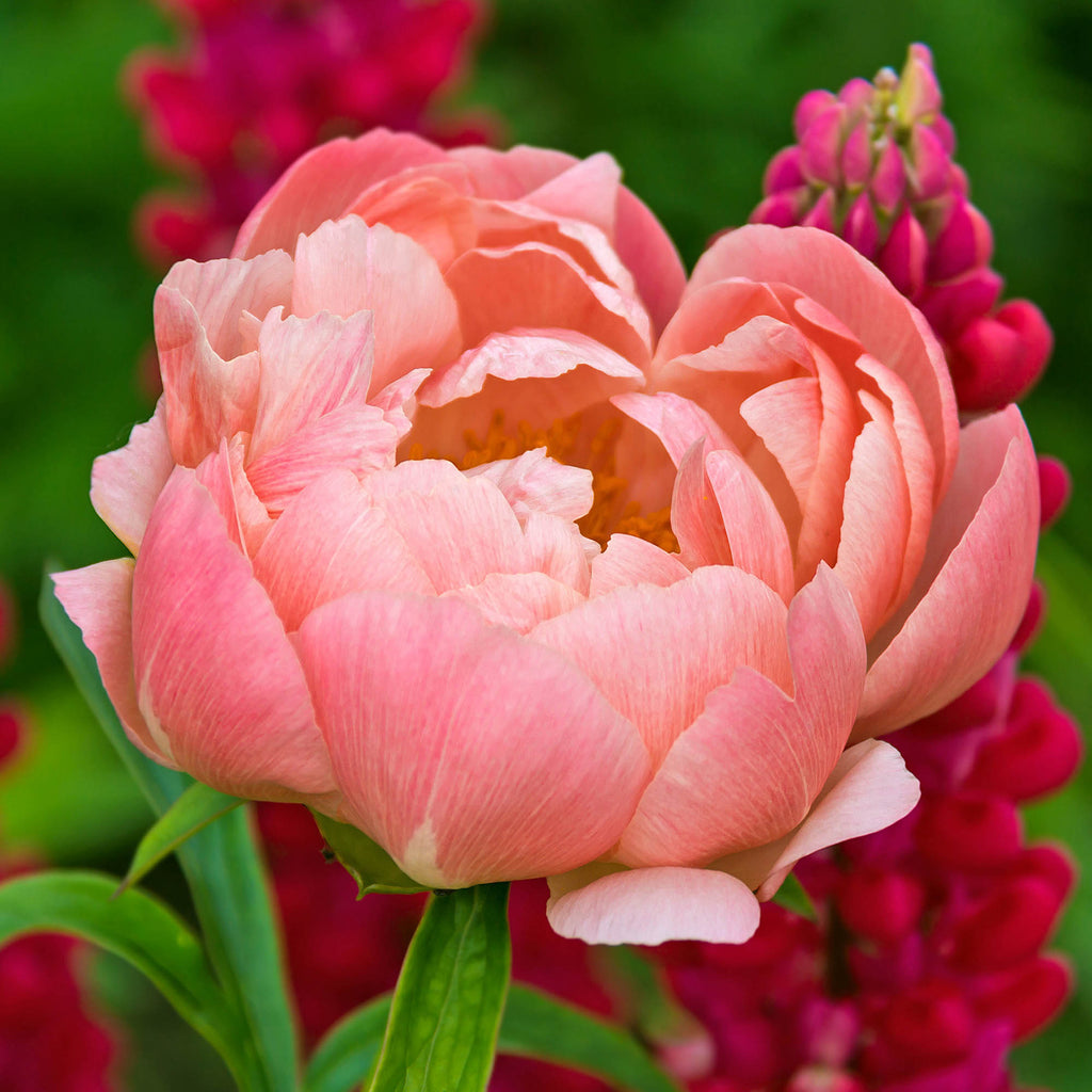 Pink Hawaiian Coral