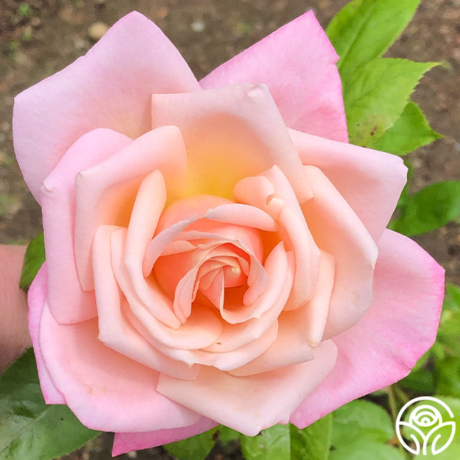 Pink Parfait Rose - Grandiflora - Lightly Fragrant – Heirloom Roses