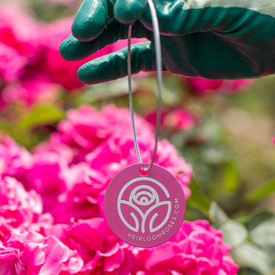 Cabbage Rose Tag