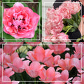 All the Pink Tulip Bundle