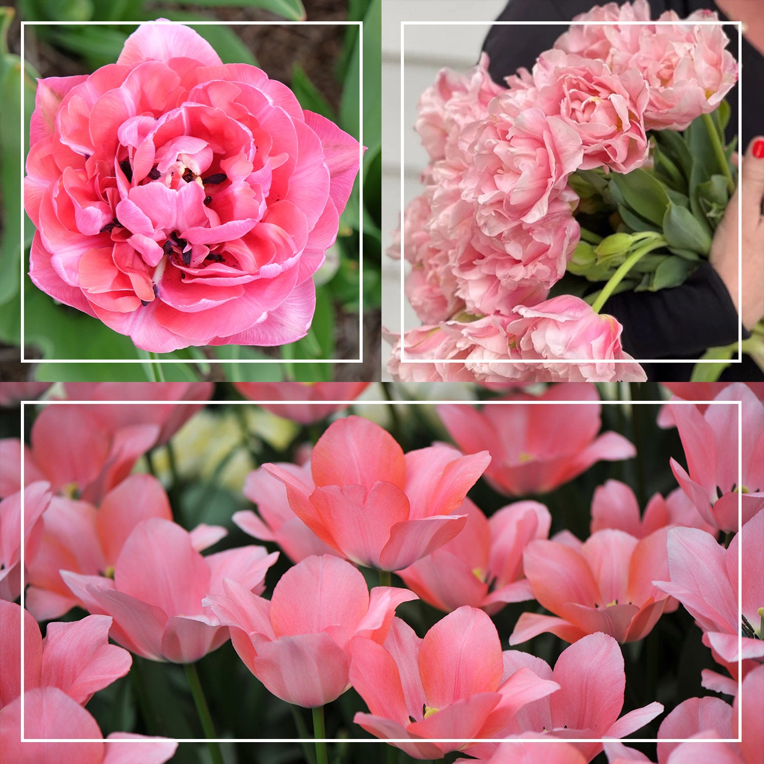 All the Pink Tulip Bundle