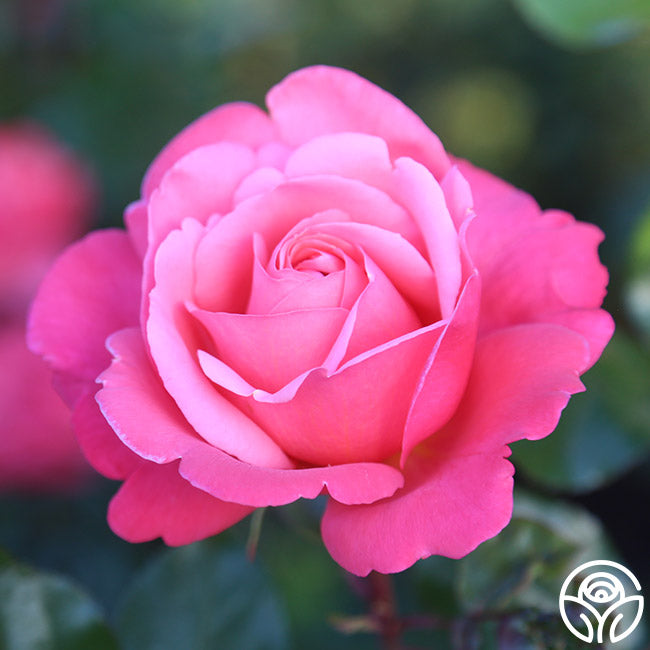 Heirloom Roses Flamingo