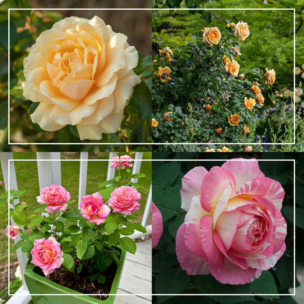 Pink to Peach Cutting Garden