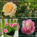 Pink to Peach Cutting Garden