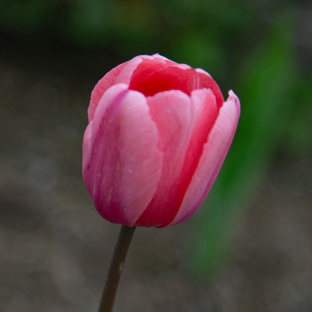 Pink Impression®