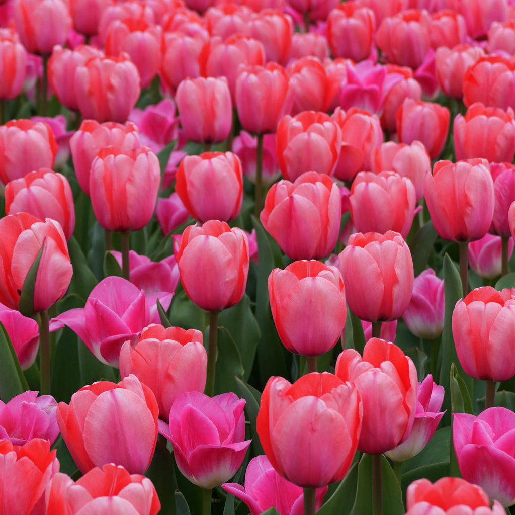 Pink Impression®
