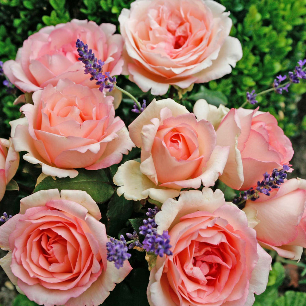 Eleganza® Pink Enchantment®