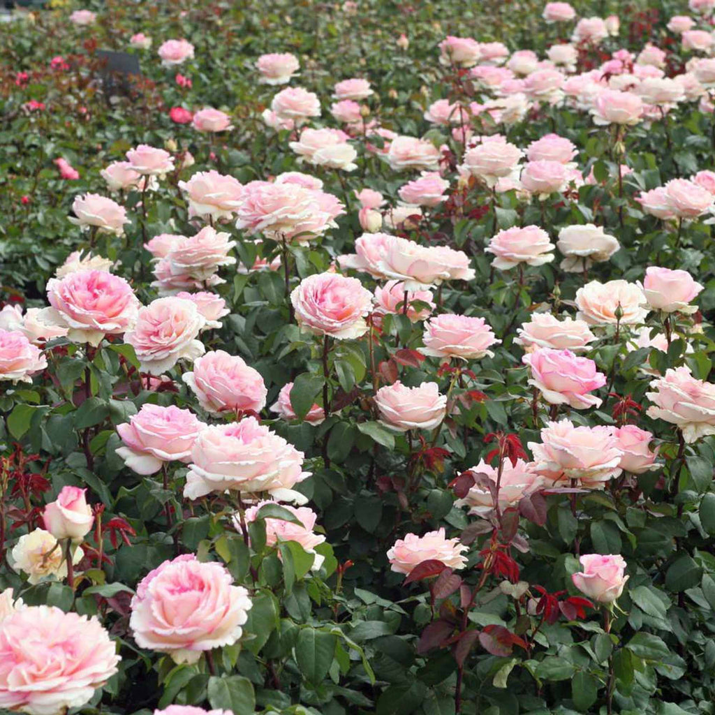 Eleganza® Pink Enchantment®