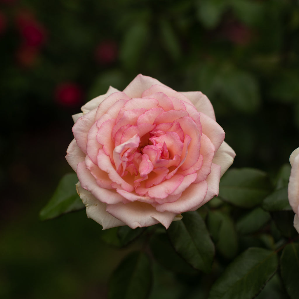 Eleganza® Pink Enchantment®