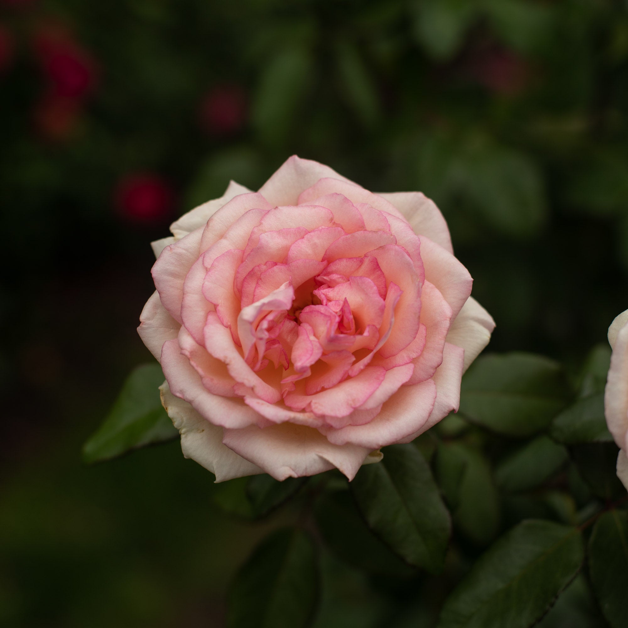 Eleganza® Pink Enchantment®