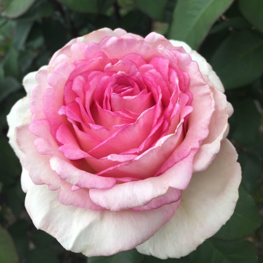 Eleganza® Pink Enchantment®