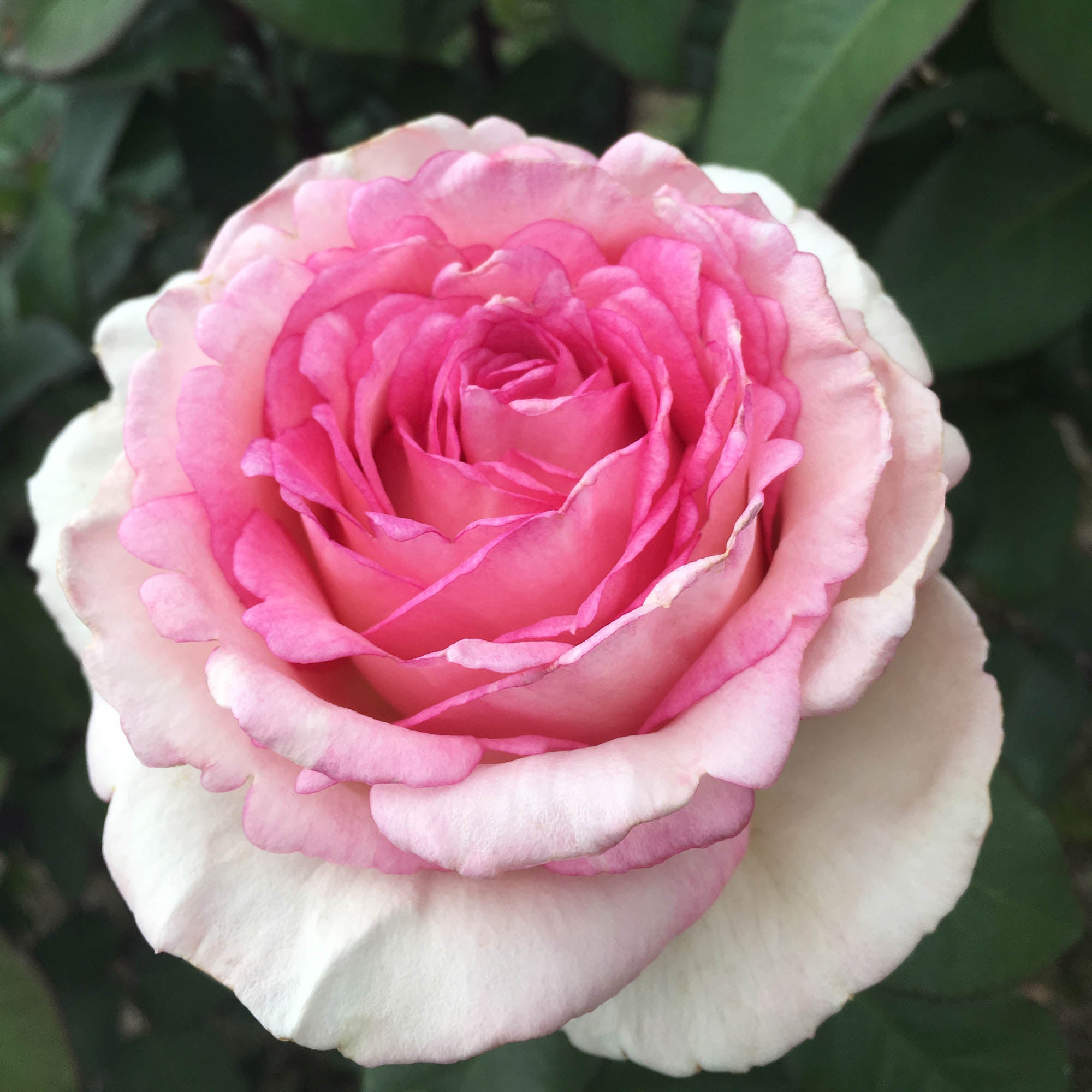 Eleganza® Pink Enchantment®