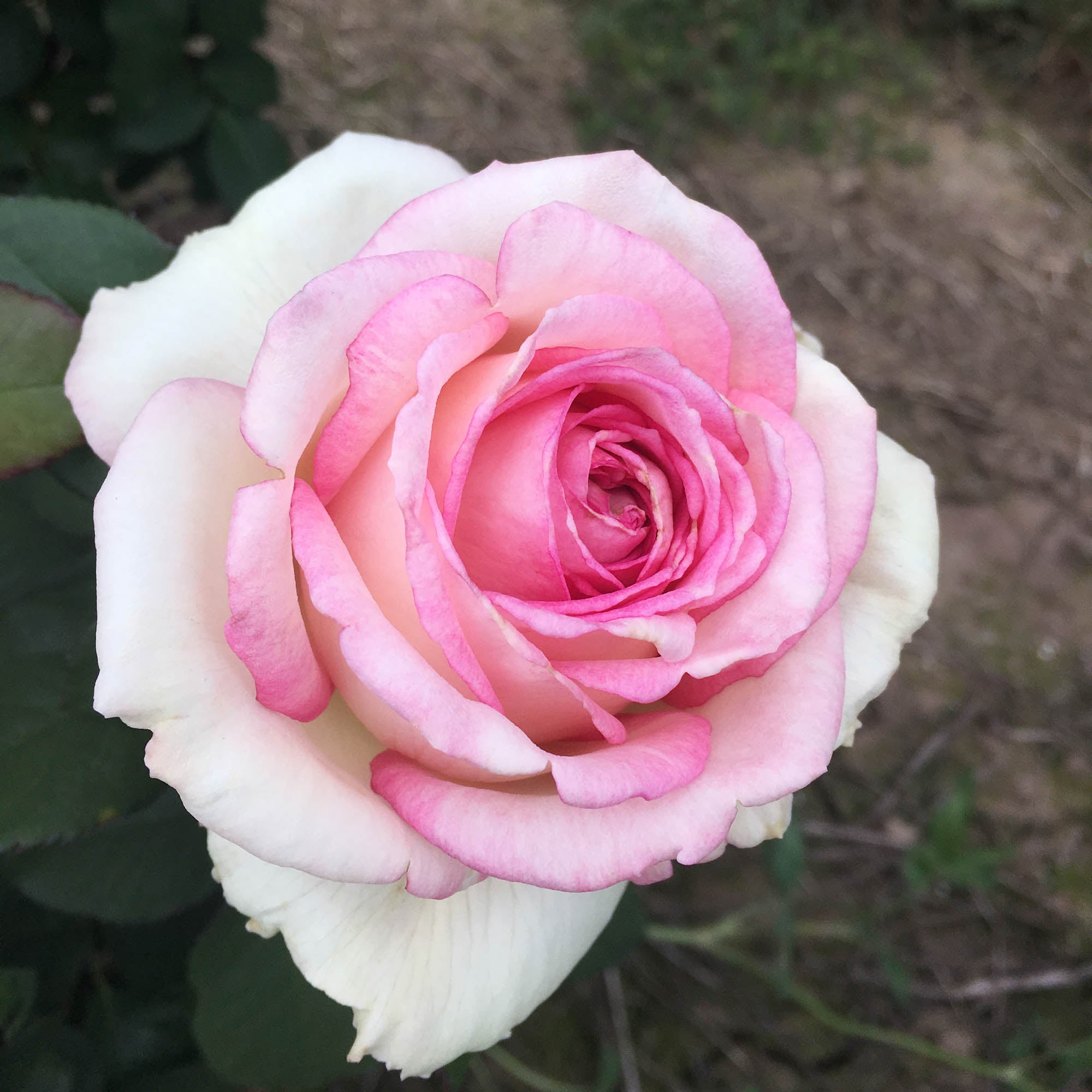 Rosé様 Eleganza Pink EnchantmentHybrid Tea Rose | Pink Rose Bush – Heirloom