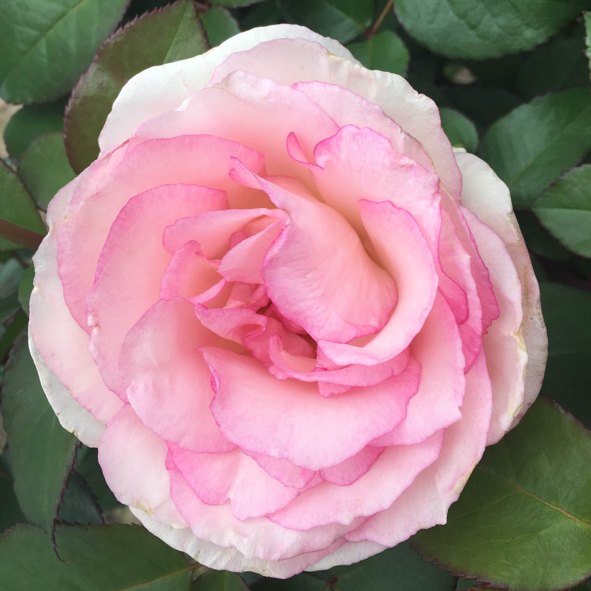 Eleganza® Pink Enchantment®