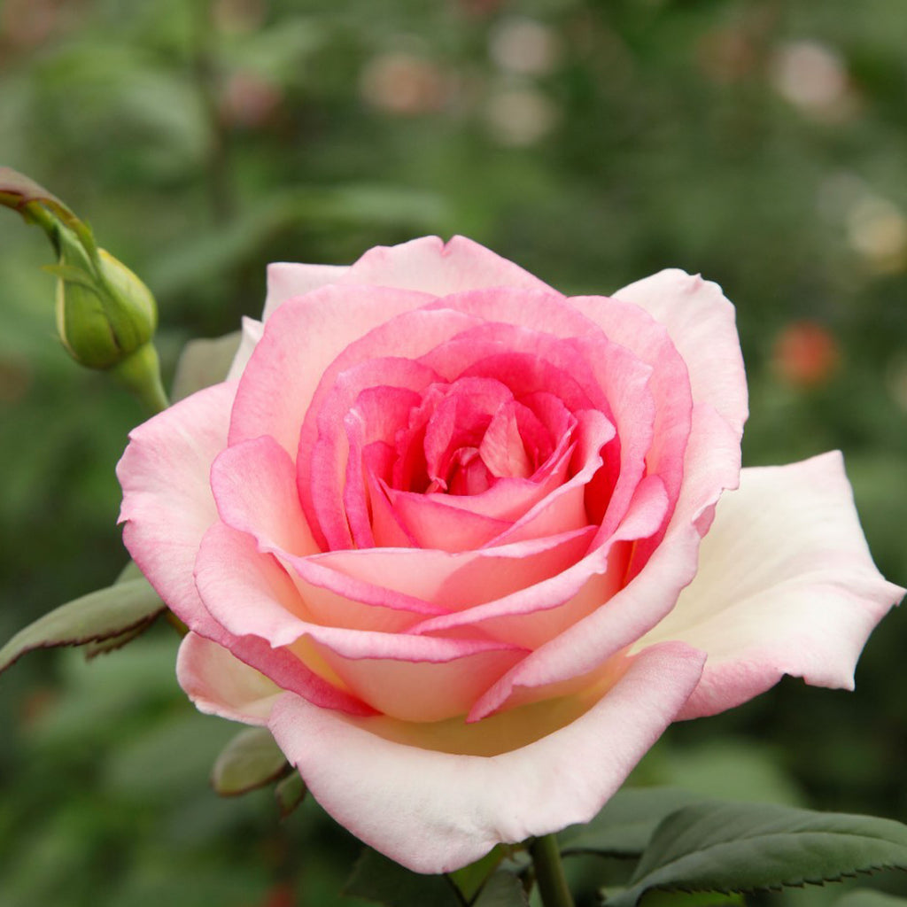 Eleganza® Pink Enchantment®