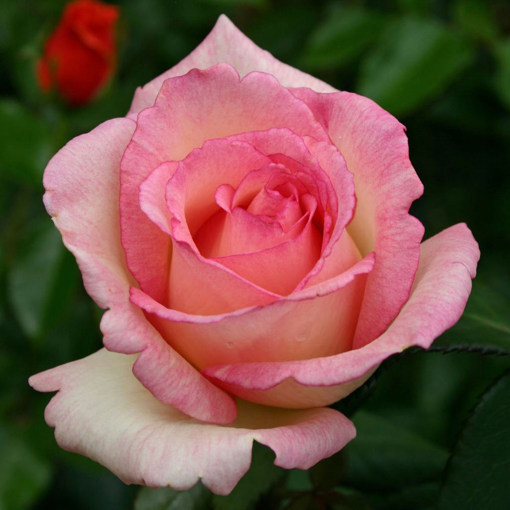 Eleganza® Pink Enchantment®