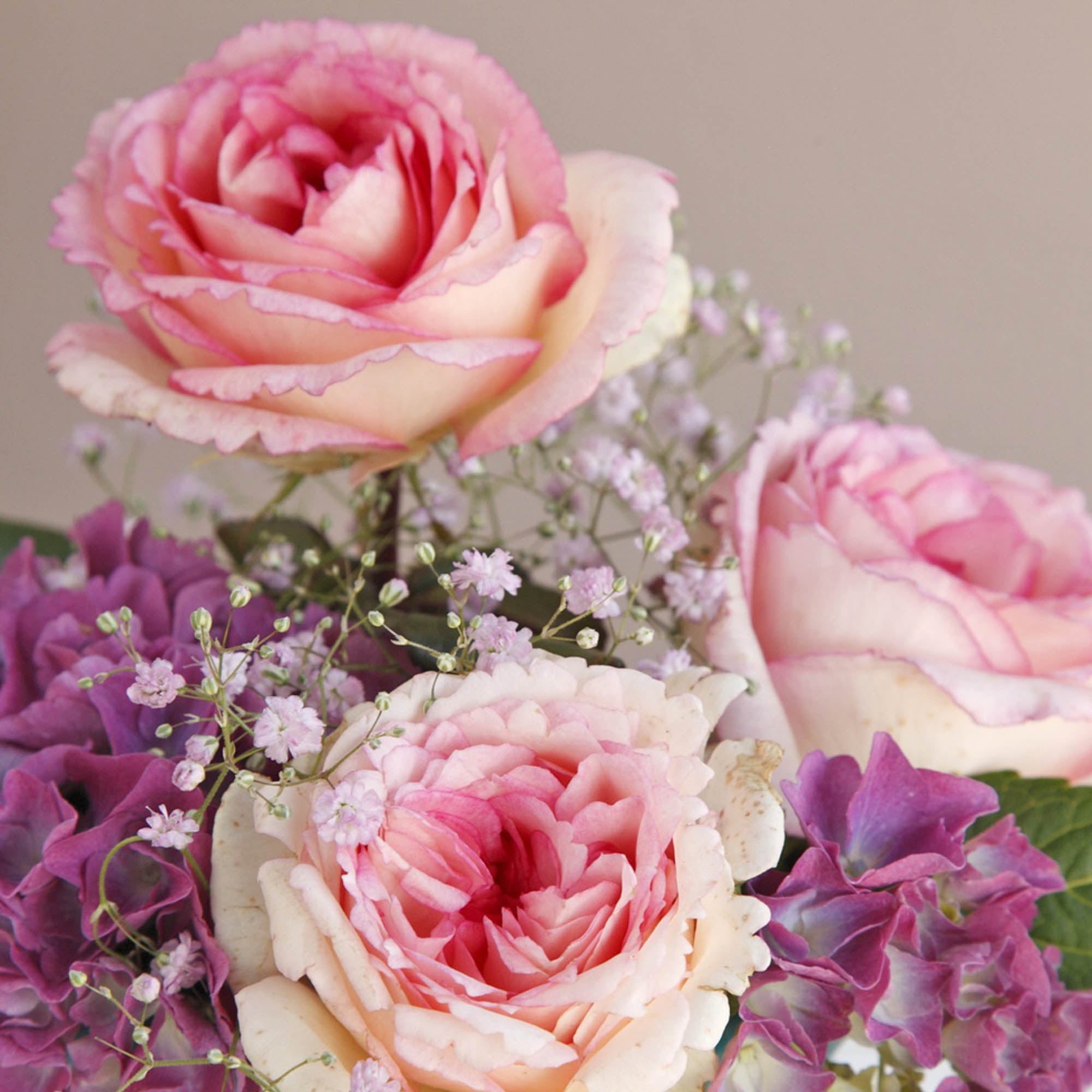 Eleganza® Pink Enchantment®