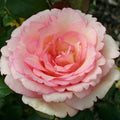 Eleganza® Pink Enchantment®