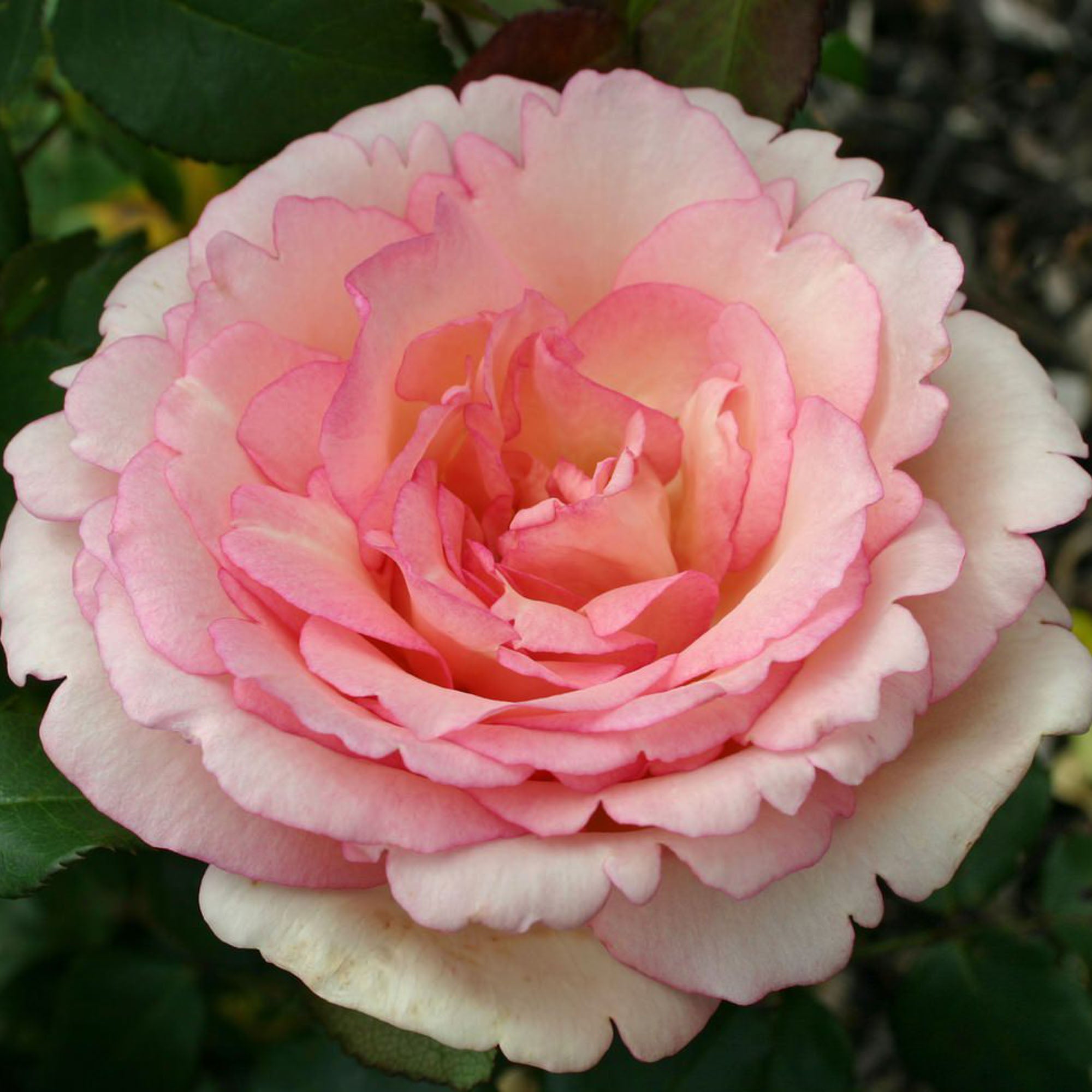 Eleganza® Pink Enchantment®