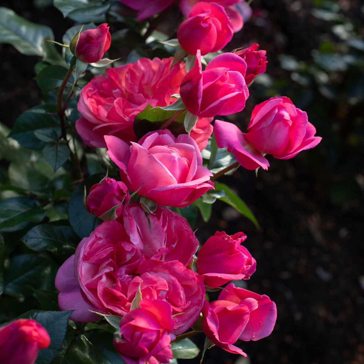 Pink Flamingo™ | Pink Shrub Rose Bush – Heirloom